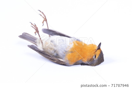 Dead robin red breast bird Dead robin red breast bird 71787946