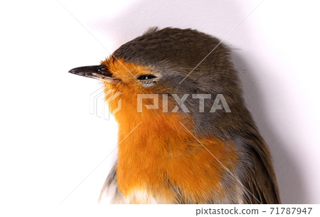 Dead robin red breast bird Dead robin red breast bird 71787947
