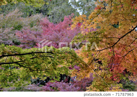 Wonderful autumnal scenery of Takasumi Shrine in the mountains of Soeda-cho, Tagawa-gun, Fukuoka 71787963