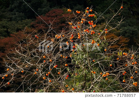 Persimmon Tree, Katsuragi Town, Ito District, Wakayama Prefecture, Kushikaki no Sato, Shigo Persimmon Tree, Katsuragi Town, Ito District, Wakayama Prefecture, Kushikaki no Sato, Shigo 71788057