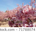 河津櫻花 71788074