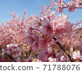 河津櫻花 71788076