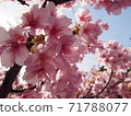 河津櫻花 71788077