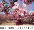 河津櫻花 71788196