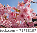 河津櫻花 71788197