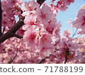 河津櫻花 71788199