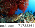 Sea turtle 71788264