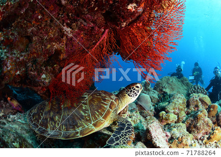 海龜 71788264