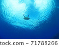 Sea turtle 71788266