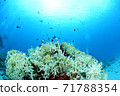 Coral and small fish 71788354