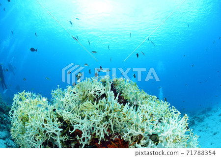 珊瑚和小魚 71788354