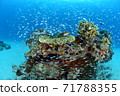 Coral and small fish 71788355