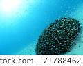 Coral and small fish 71788462