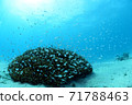 Coral and small fish 71788463