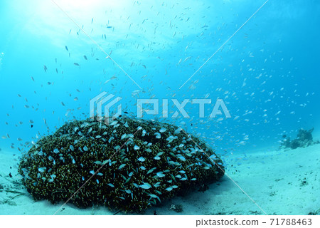 Coral and small fish Coral and small fish 71788463