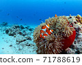 Red sea anemones and clownfish 71788619