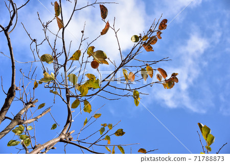 Autumn coloring Autumn coloring 71788873