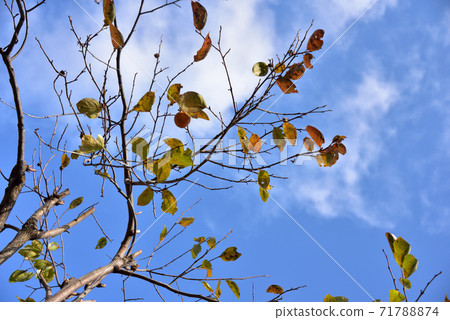 Autumn coloring Autumn coloring 71788874