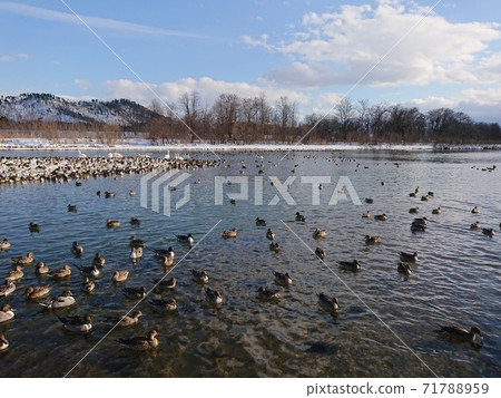 米澤市久保田海濱音樂學校的一群鴨子 71788959