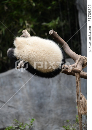 小熊貓 小熊貓 71789203