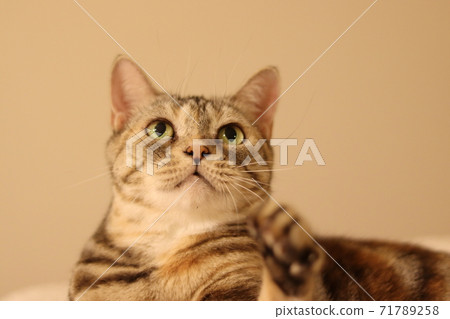 貓美國短髮銀補丁大花貓盯著大眼睛 貓美國短髮銀補丁大花貓盯著大眼睛 71789258