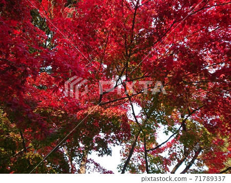 Autumn leaves maple maple gradation 71789337