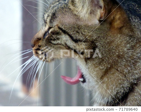 Yawn of a cat Yawn of a cat 71789640