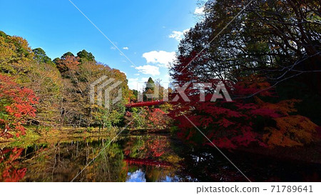 Autumn leaves Autumn leaves 71789641