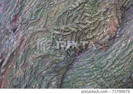 Background texture of old wood. Background texture of old wood. 71790678