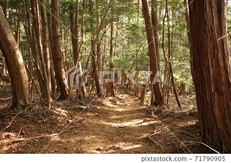 山路 山路 71790905