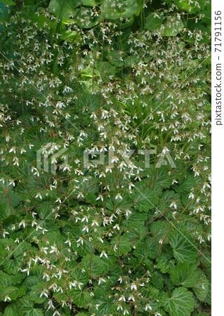 Yukinoshita 71791156