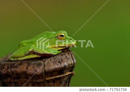 Schlegel frog 71791736