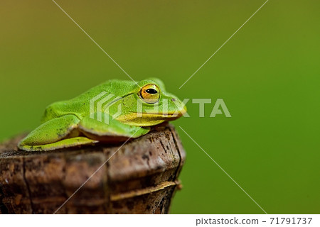 Schlegel frog 71791737