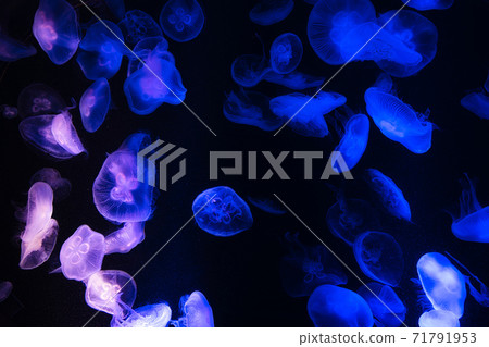 籠子 籠子 71791953