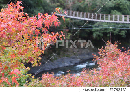 秋葉和吊橋 秋葉和吊橋 71792181