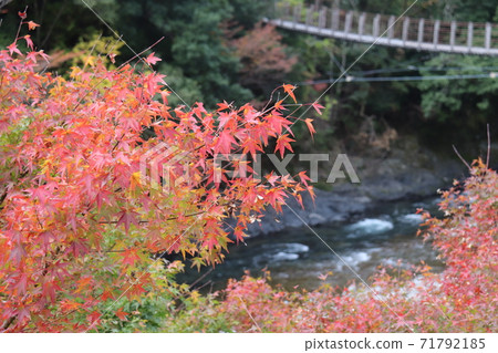秋葉和吊橋 秋葉和吊橋 71792185