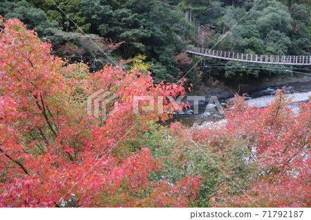秋葉和吊橋 秋葉和吊橋 71792187