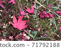 秋天的樹葉 71792188