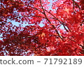 秋天的樹葉 71792189