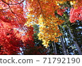 秋天的樹葉 71792190