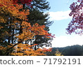 秋天的樹葉 71792191