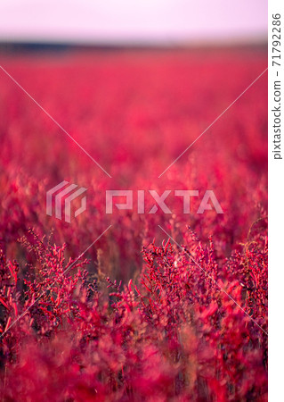 Higatayoka Park, a herd of Shichimensou Higatayoka Park, a herd of Shichimensou 71792286