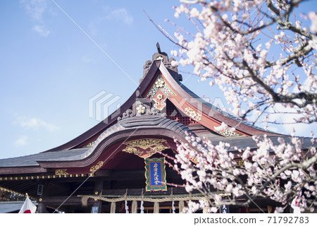 Plums of Iwatsu Tenmangu Shrine 71792783