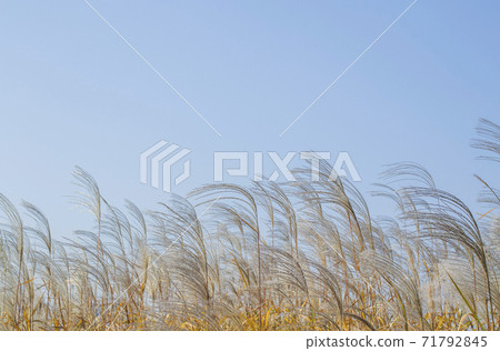 鈴木和藍天 71792845