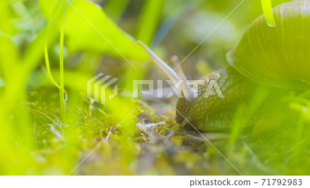 Snail on ground level macro photo Snail on ground level macro photo 71792983