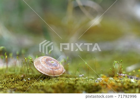 Snail shell on ground level macro photo Snail shell on ground level macro photo 71792996