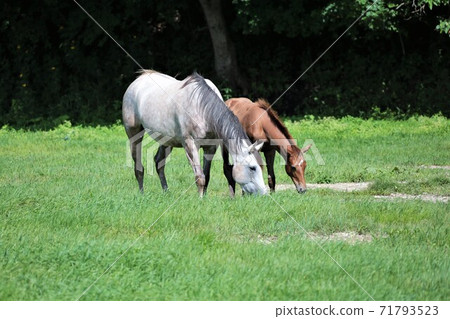 Thoroughbred Thoroughbred 71793523