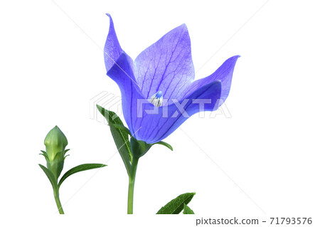 桔梗花在秋天的七種草藥之一 固定照片 照片素材 圖片 圖庫