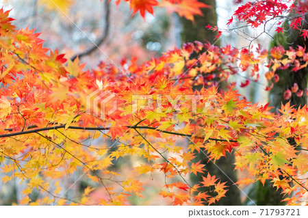 Autumn leaves of the stone maple park of the moon Autumn leaves of the stone maple park of the moon 71793721