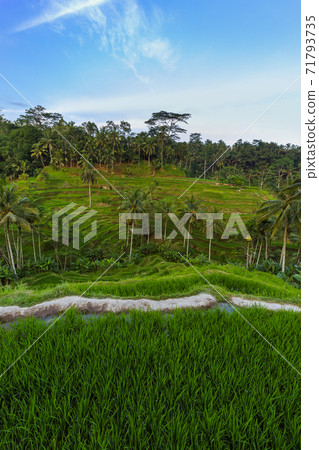 Rice fields Jatiluwih - Bali island Indonesia 71793735